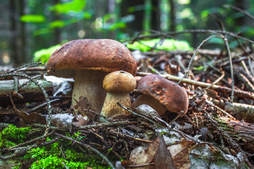 Two large boletus in the forest, edible mushroom porcini. Found mushrooms under a tree during mushrooming. Autumn Cep Mushrooms. .