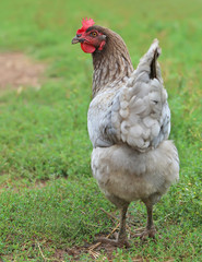 gray hen looking for food in the farm yard. Chickens. Free Range Cock and Hens