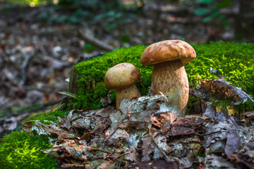 Two large boletus in the forest, edible mushroom porcini. Found mushrooms under a tree during...