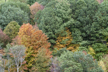 Hillside with colorful foliage