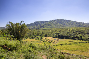 Fototapeta na wymiar A lone cow grazes near a terraced rice field in Ruteng, Indonesia.