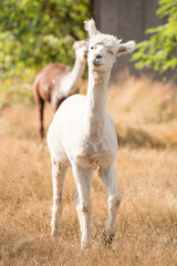 Naklejka premium Alpaca in Field