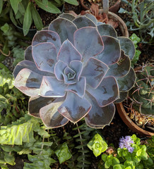 Gray with pink trim dessert flower plant