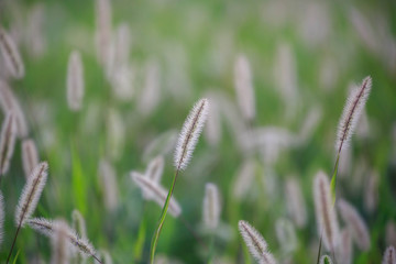 Shallow depth of field of fluffy cattails in a green grassy field