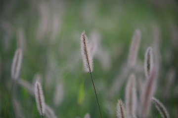 Shallow depth of field of fluffy cattails in a green grassy field