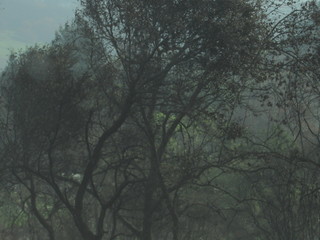Tree_02
