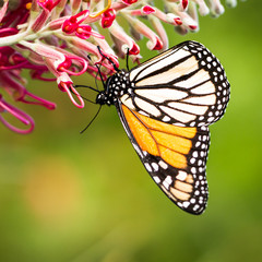 Monarch Butterfly on Grevillea flower