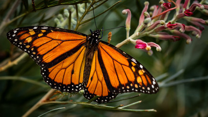 Monarch Butterfly on Grevillea flower