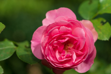 Blüte