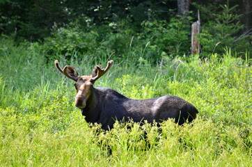 Bull Moose in meadow