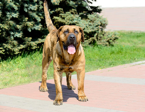 Canary Mastiff in full face. The Canary Mastiff is in the city park.