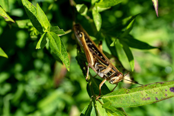 grasshopper