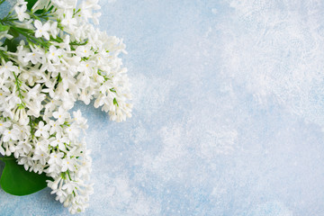 White lilac flowers over blue background with copy space