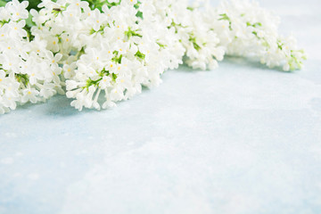 White lilac on blue background