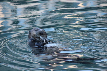 Fototapeta premium Sea otter