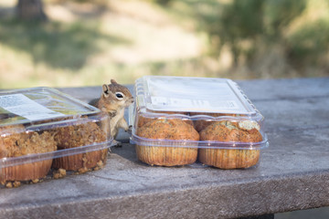 Small brown chipmunk approaches camp site muffin containers