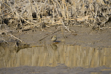 A beautiful bird in wetlands