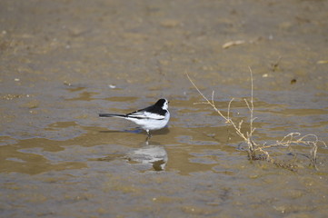 A beautiful bird in wetlands
