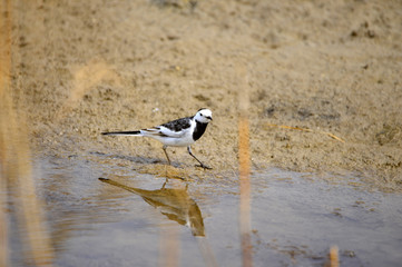 A beautiful bird in wetlands