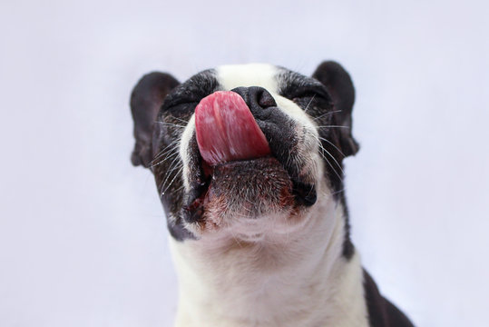 Boston Terrier Tongue Sticking Out