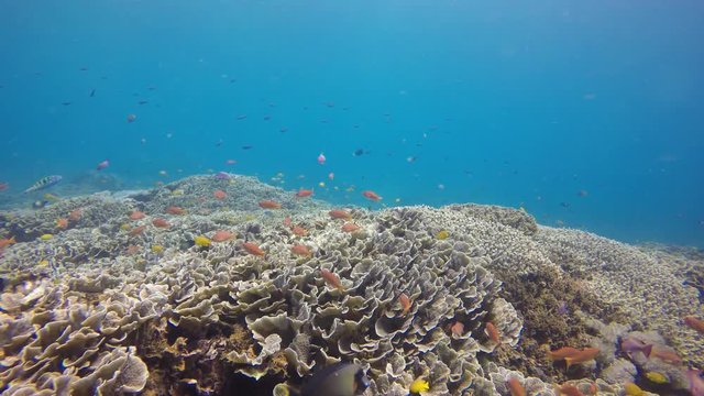 Underwater coral reef video in Indonesia 