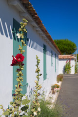 Ile de Ré Hollyhocks in the village