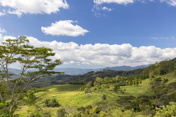 Small portion of the Golo Cador Rice Terrace valley near Ruteng in Flores, Indonesia.
