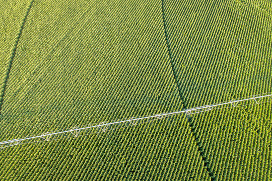 Corn Field Aerial View