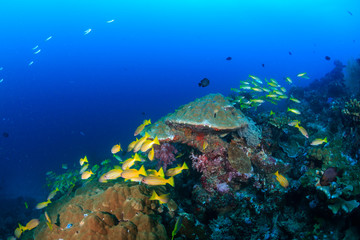 Snapper swimming around colorful corals on a tropical reef