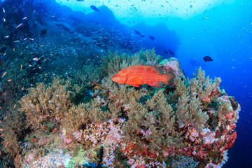 Beautiful tropical fish swimming around a brightly colored, healthy tropical coral reef