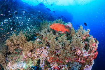 Fototapeta na wymiar Beautiful tropical fish swimming around a brightly colored, healthy tropical coral reef
