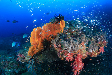 Beautiful tropical fish swimming around a brightly colored, healthy tropical coral reef