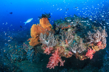 Fototapeta na wymiar Beautiful tropical fish swimming around a brightly colored, healthy tropical coral reef