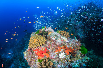 Fototapeta na wymiar Brightly colored tropical fish swimming around a colorful tropical coral reef