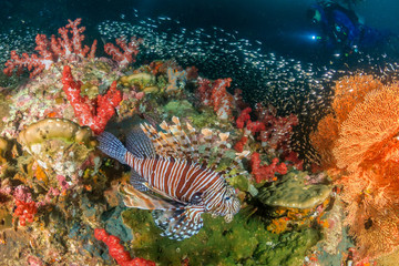 Colorful Lionfish patrolling a dark tropical coral reef