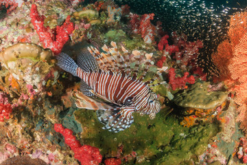 Naklejka na ściany i meble Colorful Lionfish patrolling a dark tropical coral reef