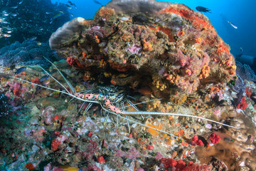 Large Spiny Lobster hiding under a ledge on a tropical coral reef