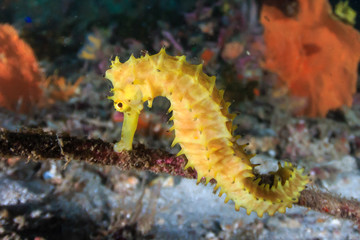 Cute yellow Thorny Seahorse on a deep tropical coral reef at dawn