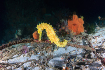 Cute yellow Thorny Seahorse on a deep tropical coral reef at dawn