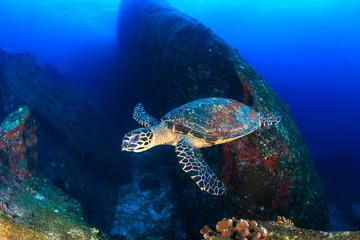 Beautiful Hawksbill Sea Turtle swimming over a dark, tropical coral reef and rock formation
