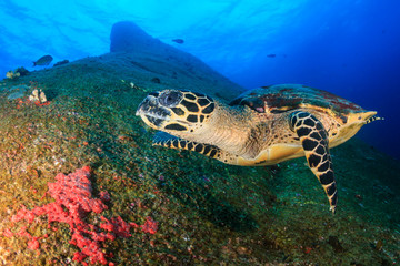 Obraz na płótnie Canvas Beautiful Hawksbill Sea Turtle swimming over a dark, tropical coral reef and rock formation