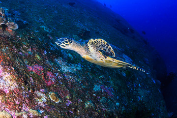 Obraz premium Beautiful Hawksbill Sea Turtle swimming over a dark, tropical coral reef and rock formation
