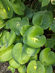 Heart shape green floral leaves
