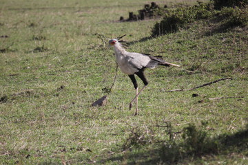 Птица-секретарь / Секретарь / Sagittarius serpentarius / Sagittariidae