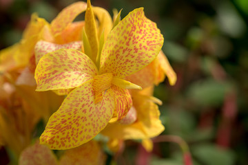 Canna Lily Flowers