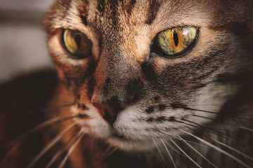 Cat with Green and Orange Eyes