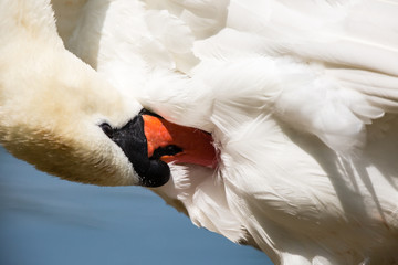Close-up Swan head 