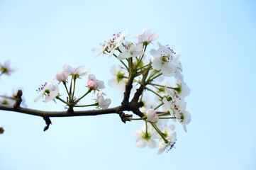Pear flower in full bloom in spring
