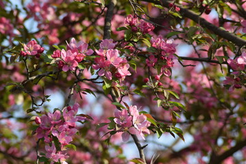 Crab Apple Flowers