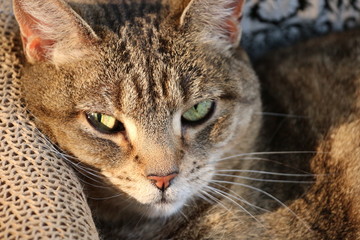 Portrait of a Relaxed Cat 